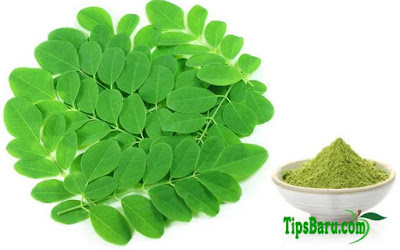 Daun Kelor