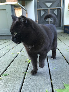 Sweetie spent some time giving me head-bunts and lots of purrs!