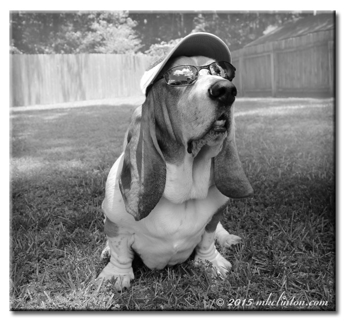 Basset in shades and cap in B & W