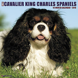 Just Cavalier King Charles Spaniels 2018 Calendar