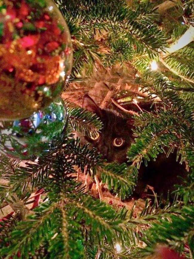 cats who mastered the art of hid and seek-8