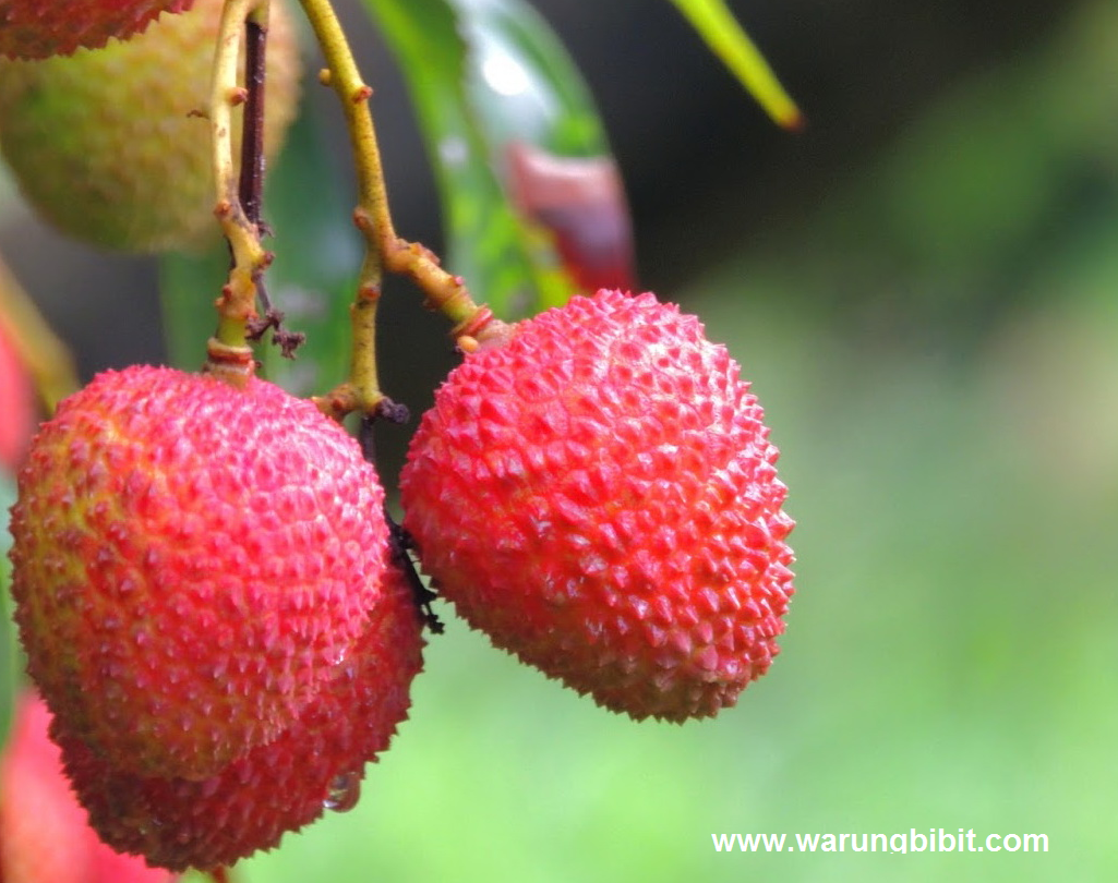 tanaman buah leci membahana jual bibit buah leci tanaman buah leci membahana jual bibit buah leci