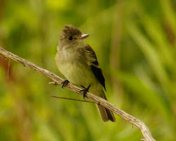 enigma flycatcher empid catch