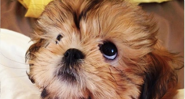O seu SHIH TZU consegue perceber quando VOCÊ está mentindo