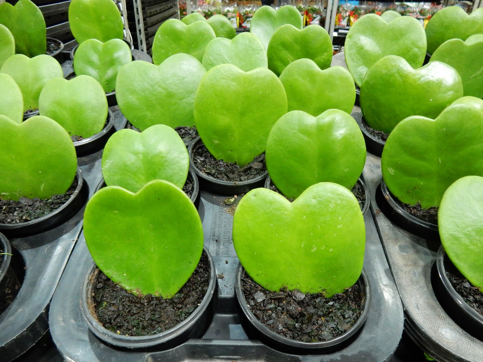 Meu Cantinho Verde: PLANTA-CORAÇÃO - ( Hoya kerrii Craib )