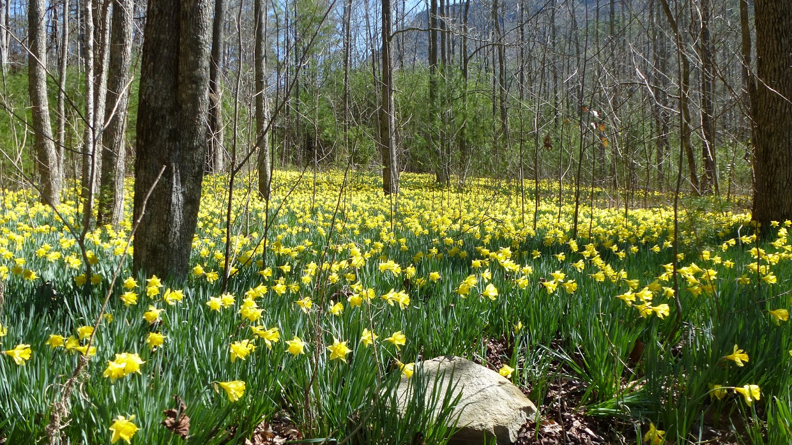 greenmon's folly Mar 21 Daffodil Flats