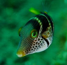 Pufferfish: The Magic Fish that can inflate, deflate and even look like beachballs