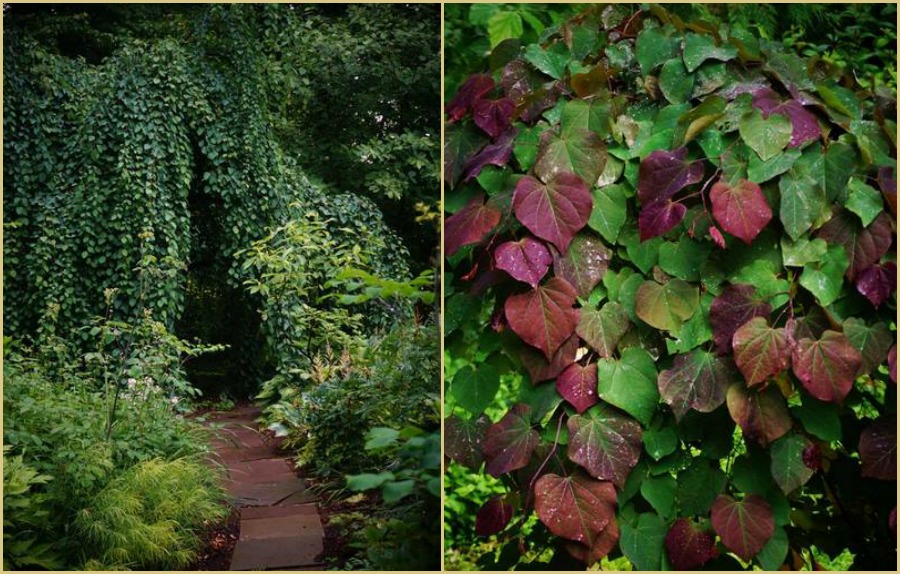 plantas de sombra