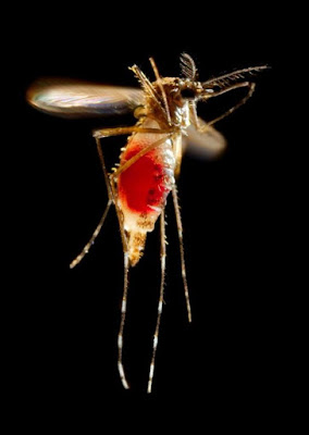 Zika Virus Symptoms and Treatment in Hindi
