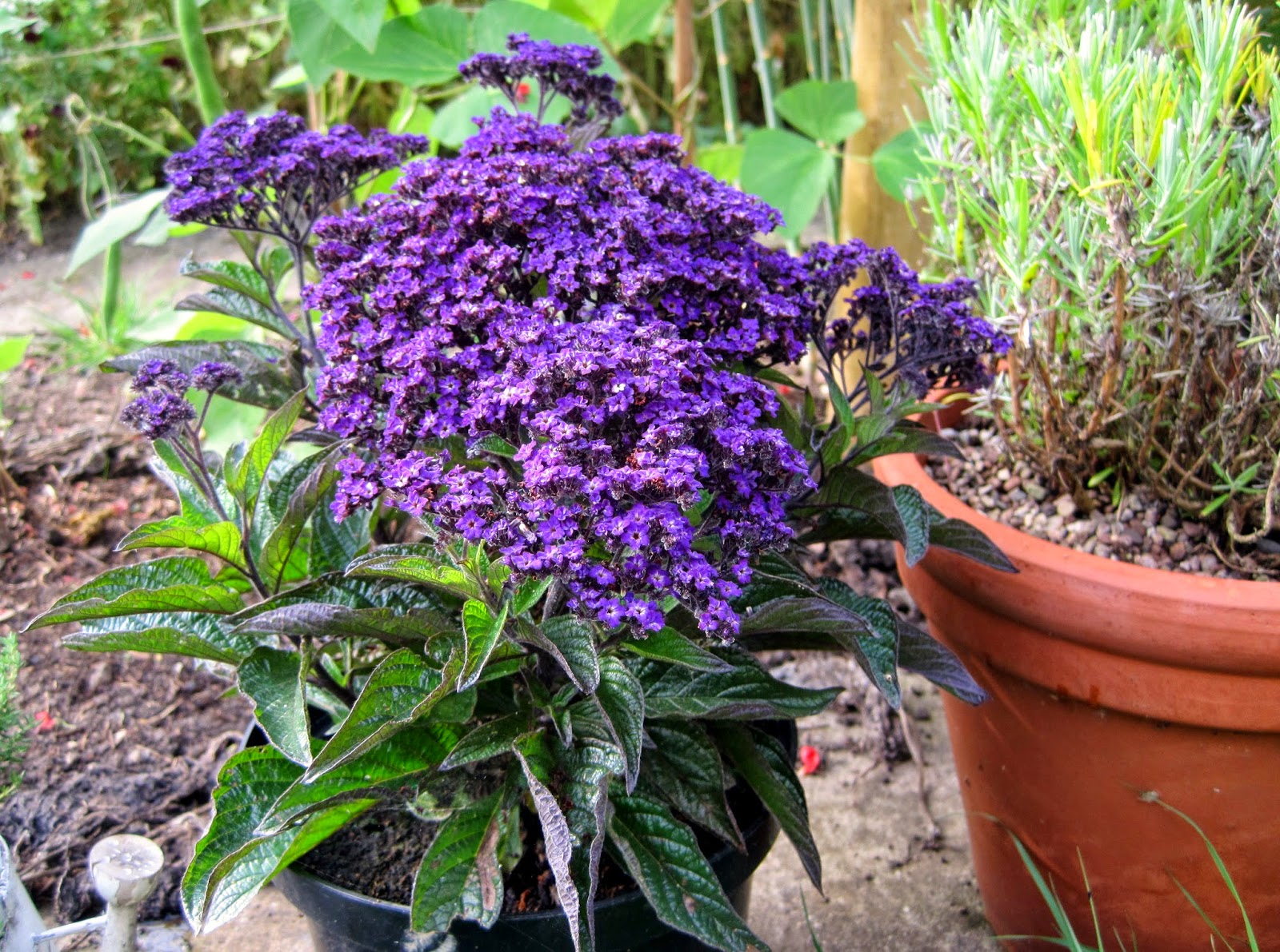 Гелиотроп марина описание сорта древовидный фото Heliotrope (heliotropium Arborescens) ACB