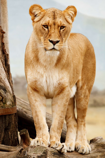 Animal pictures Animal pictures
