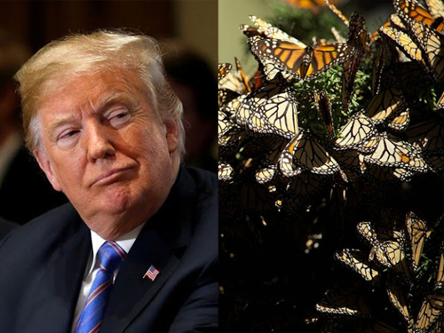 Trump propone cancelar protecciones para ciertas especies