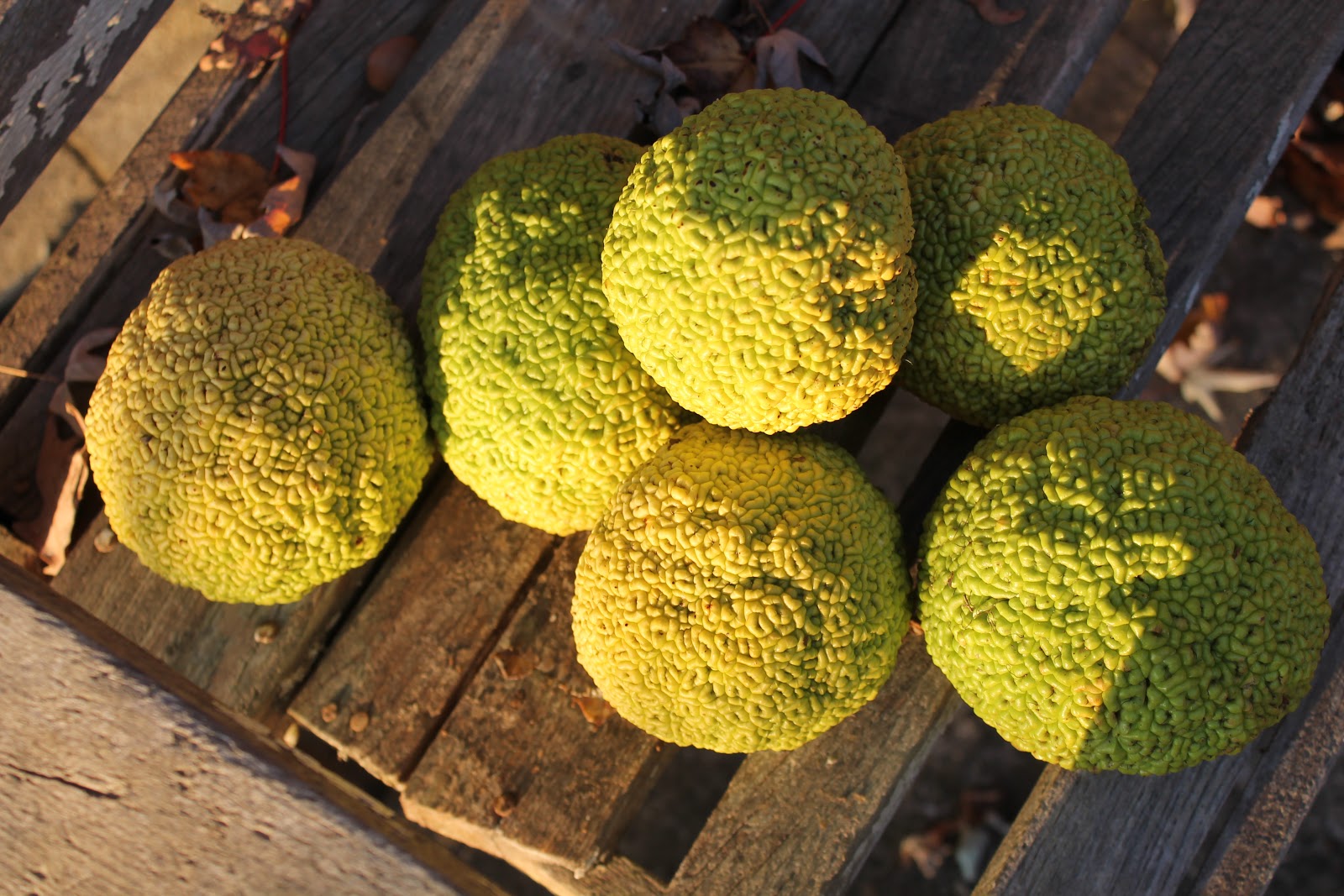 FOLKWAYS NOTEBOOK HORSE APPLES BETTER KNOWN AS OSAGE ORANGE