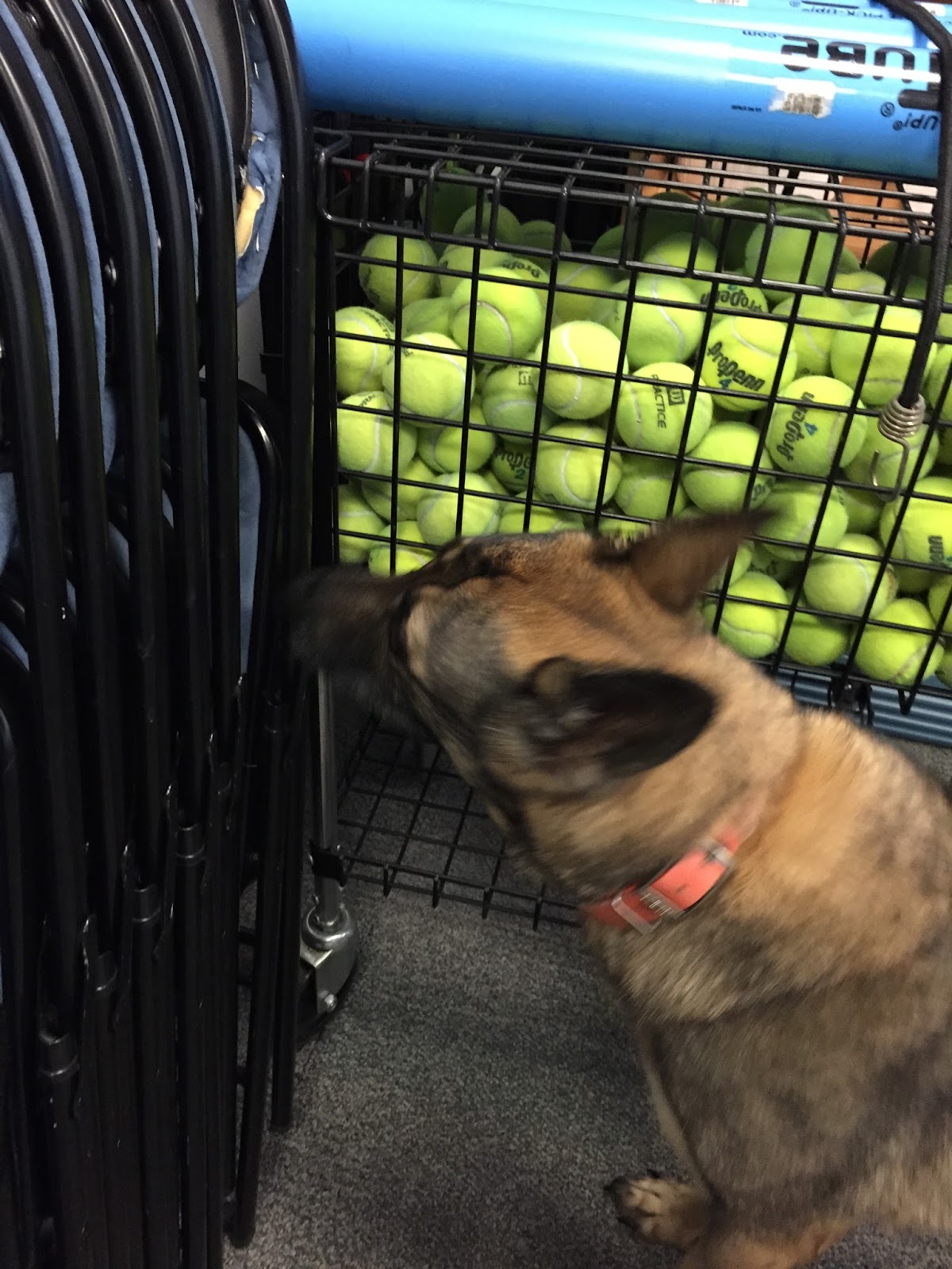 How Long Does It Take To Fully Train A Dog