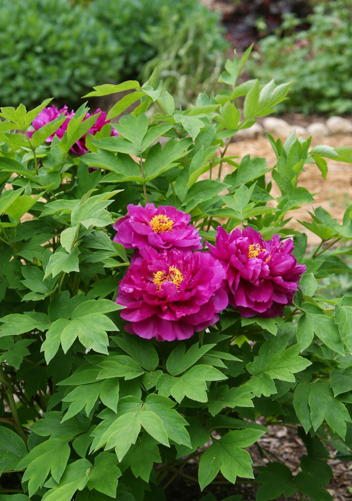 Visit My Garden Tree Peonies in Bloom