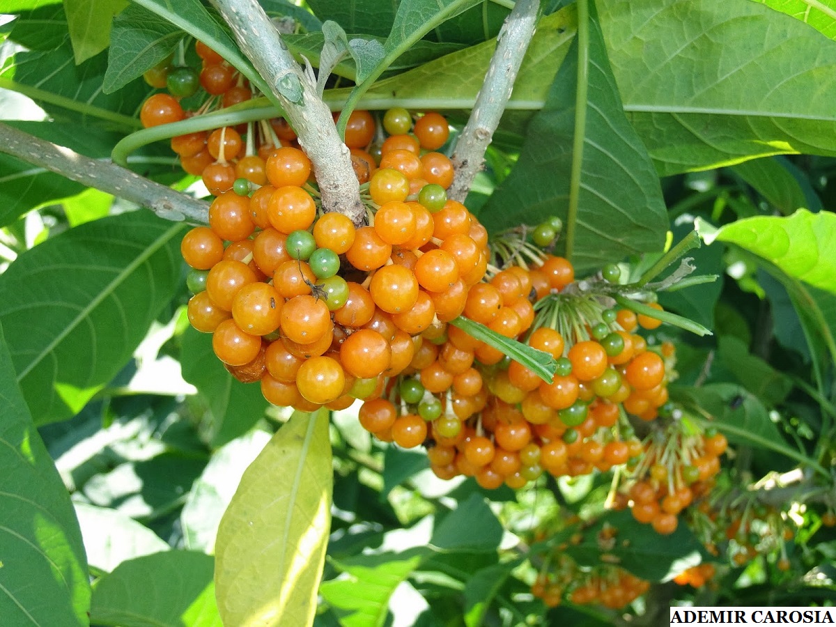 Viveiro Ciprest Plantas Nativas e Exóticas Fruta de