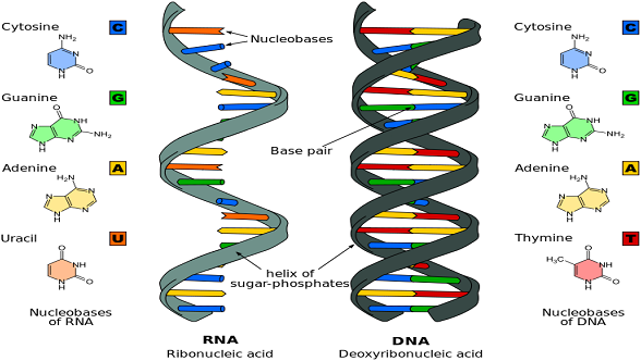 MyRank: Nucleic Acids