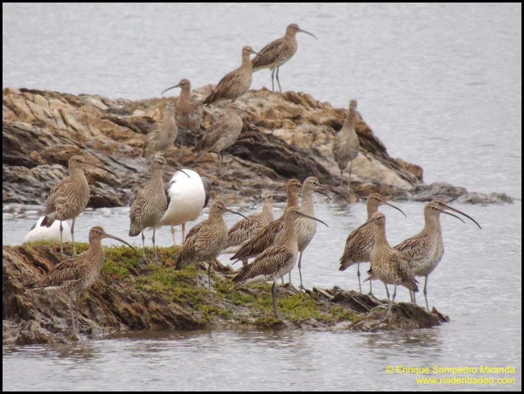 As nefastas xestións do PPdeG diminuiron un 61% nas últimas catro décadas as aves acuáticas invernantes na ría de Ribadeo dedeixándoas en estado crítico. 