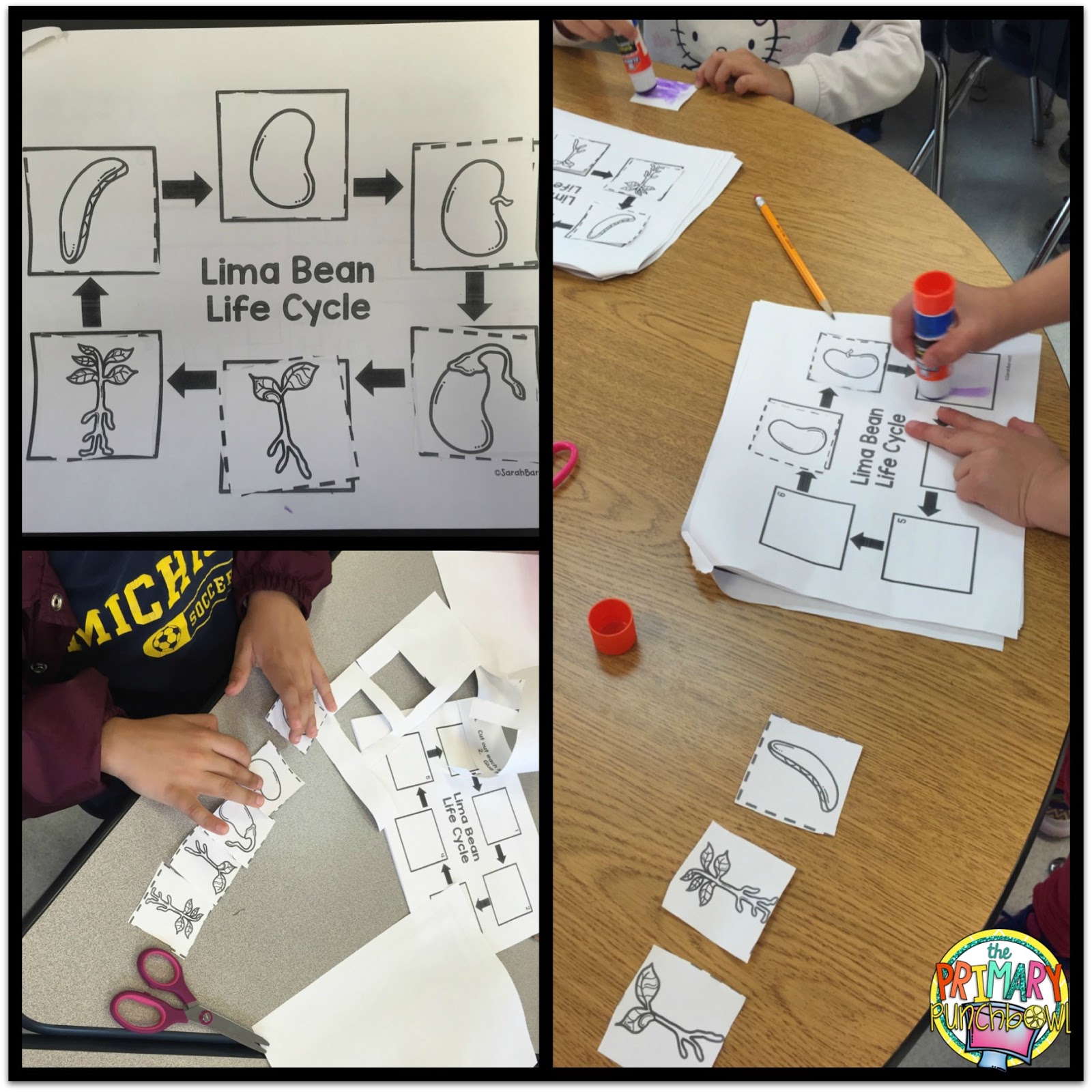 Bean Plant Investigations! The Primary Punchbowl