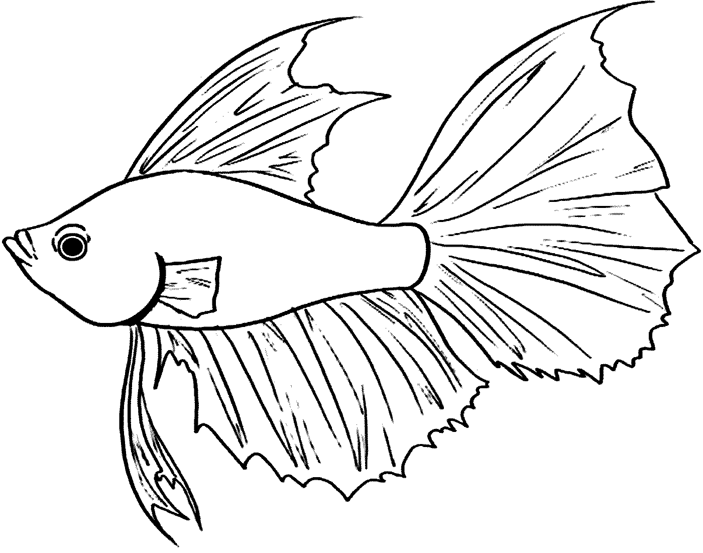  Gambar  Ikan  Hitam  Putih  Gambar  06