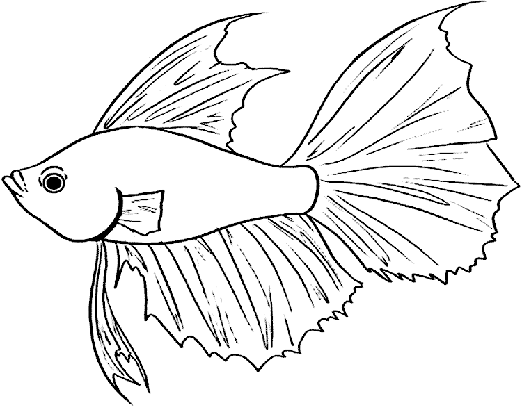 Gambar Ikan Cupang Laga Gambar Ikan Cupang Laga