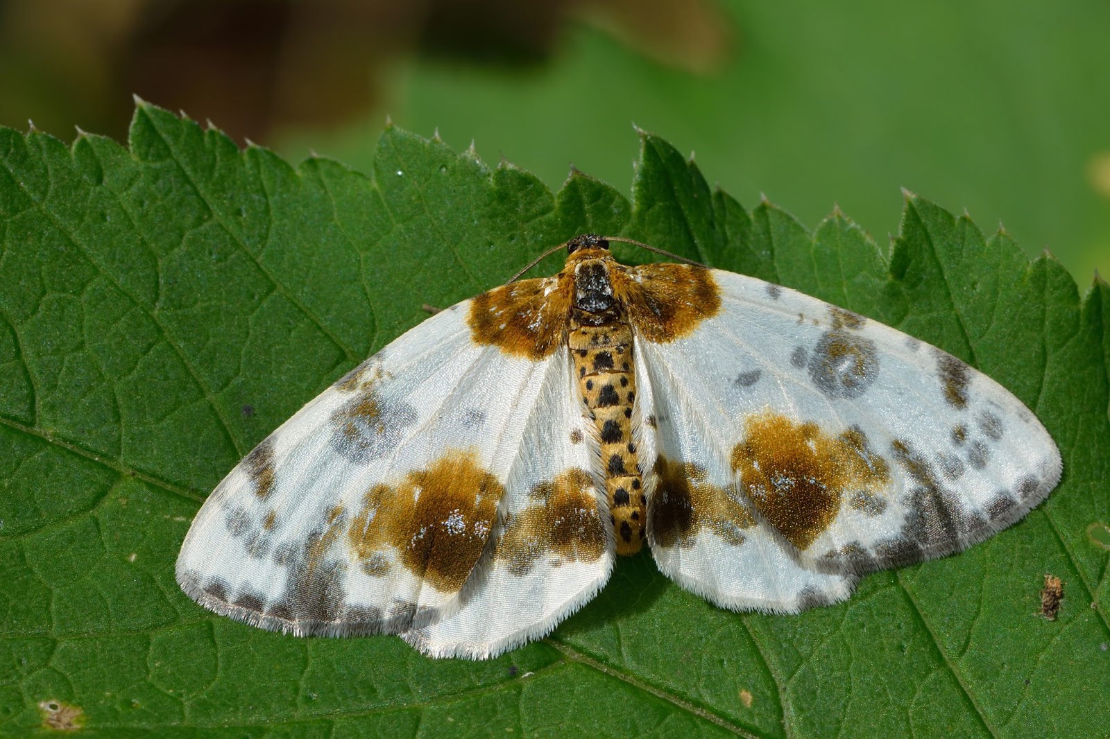 Insects: Abraxas sylvata - Pargi-tähnikvaksik Keila