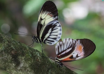 Butterfly Images Butterfly Images