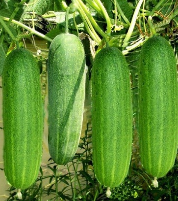 Yuk, Intip Cara Budidaya Timun yang Benar