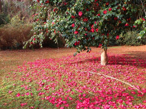 Camellia Flower Wallpaper Camellia Flower Wallpaper