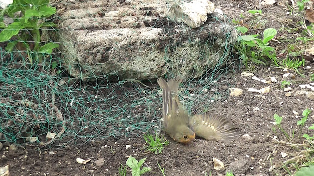 robin on ground with body caught by green netting 