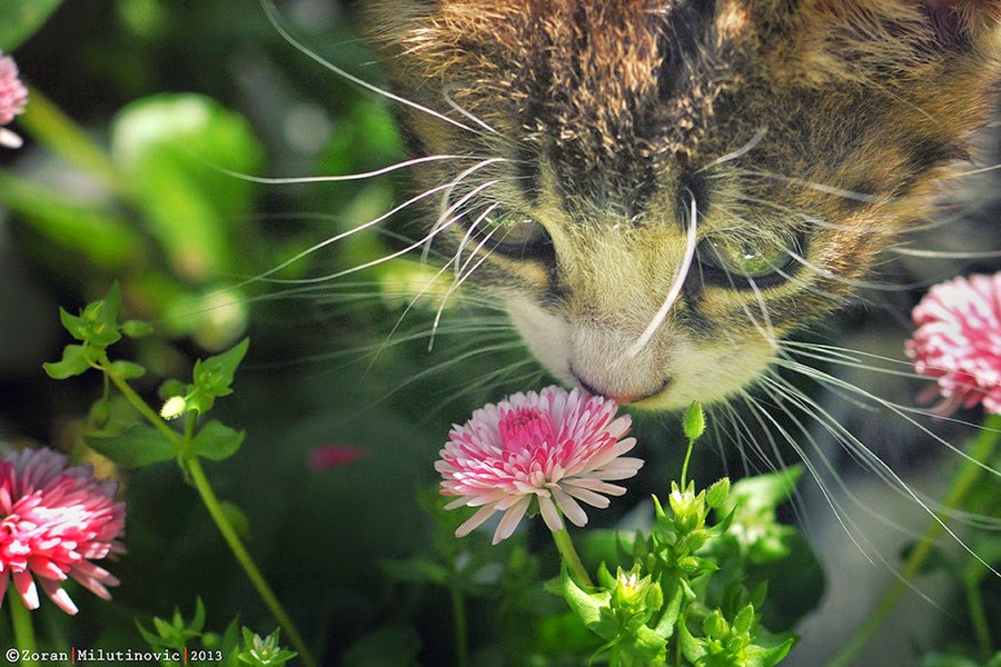 Kumpulan Gambar Kucing Lucu Imut Cilukba Nextwapblog 150