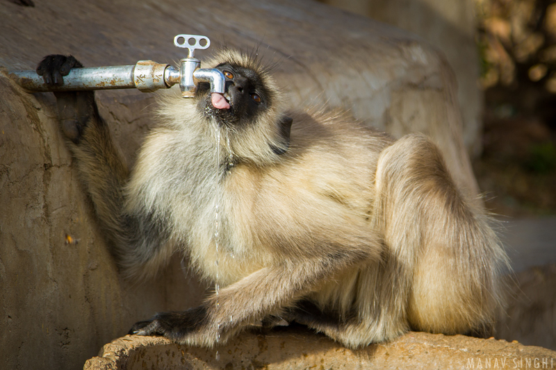 Thirsty Gray langur and Modern Science.