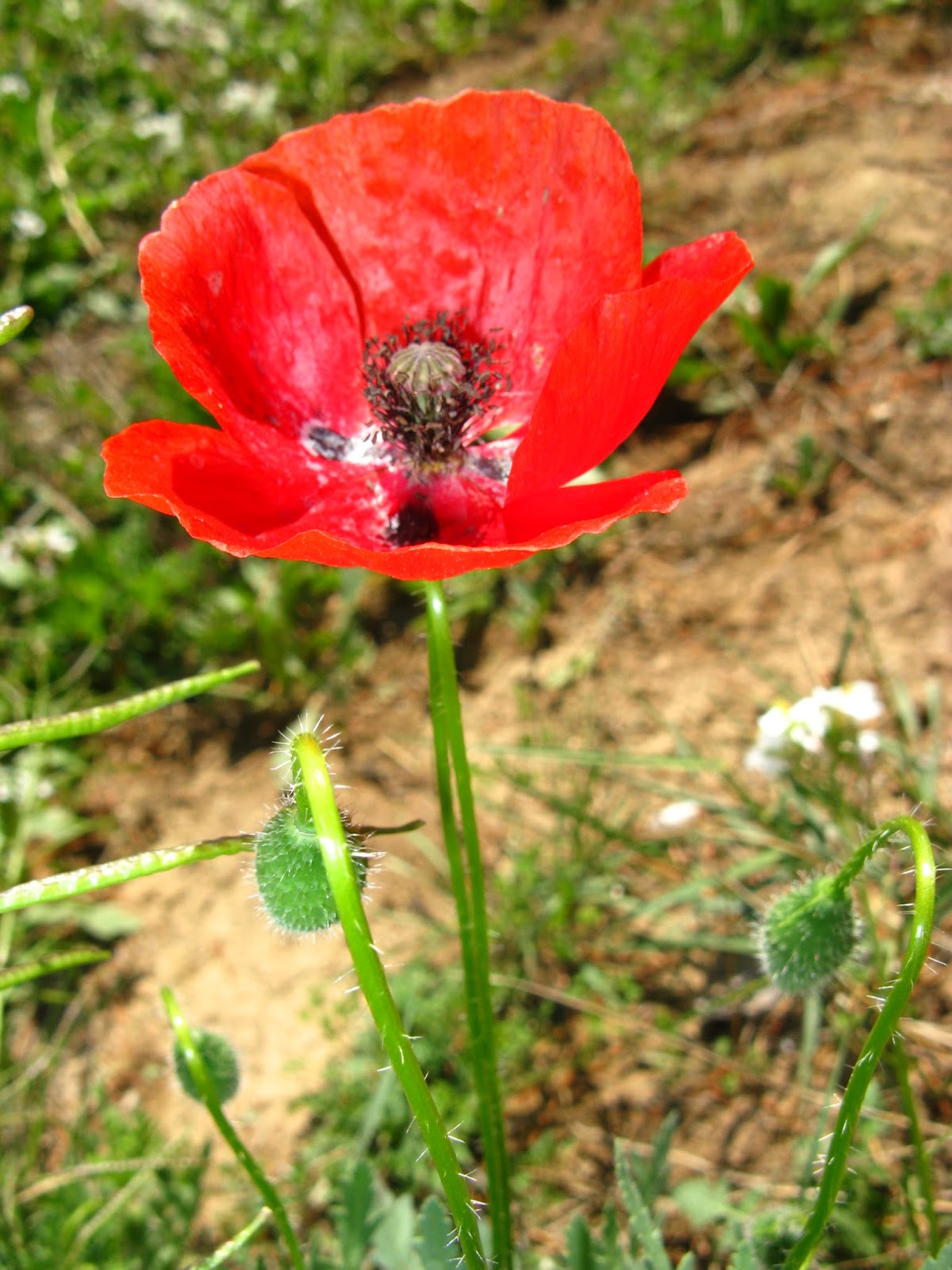 Herbolario Hierbabuena Gijón Semillas de amapola