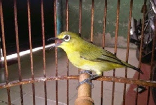 volume suara pleci volume suara pleci