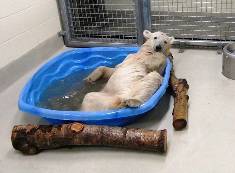 Baby Animals: Bears - Cub 7