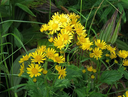 Starzec górski, starzec subalpejski (Senecio subalpinus). Starzec górski, starzec subalpejski (Senecio subalpinus).