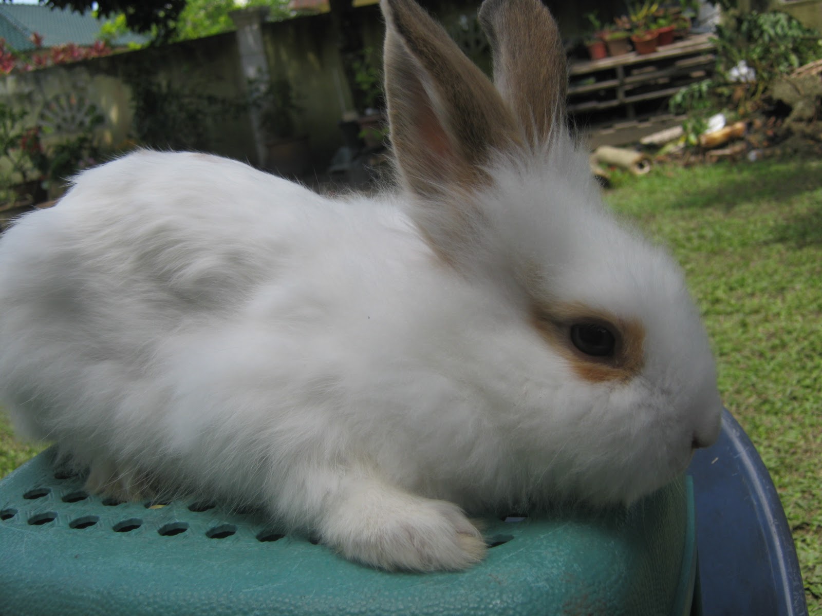 Seremban Rabbitry