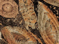 Mengenal Zona Carbonate Compensation Depth (CCD) Mengenal Zona Carbonate Compensation Depth (CCD)
