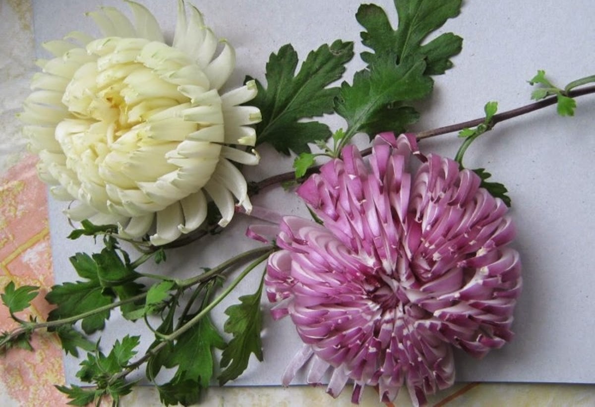 Лук целиком во фритюре. Луковица хризантемы. Хризантема луковица. Клубни хризантем. Хризантема помпон пурпл.