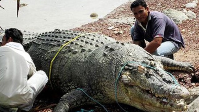 Biggest Crocodile - Top 10 Largest Crocodile Ever Caught – word record ...