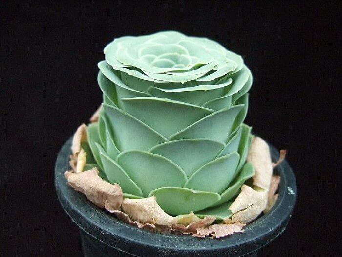 Rose Succulents Exist, And They Look Like They Came From A Fairytale