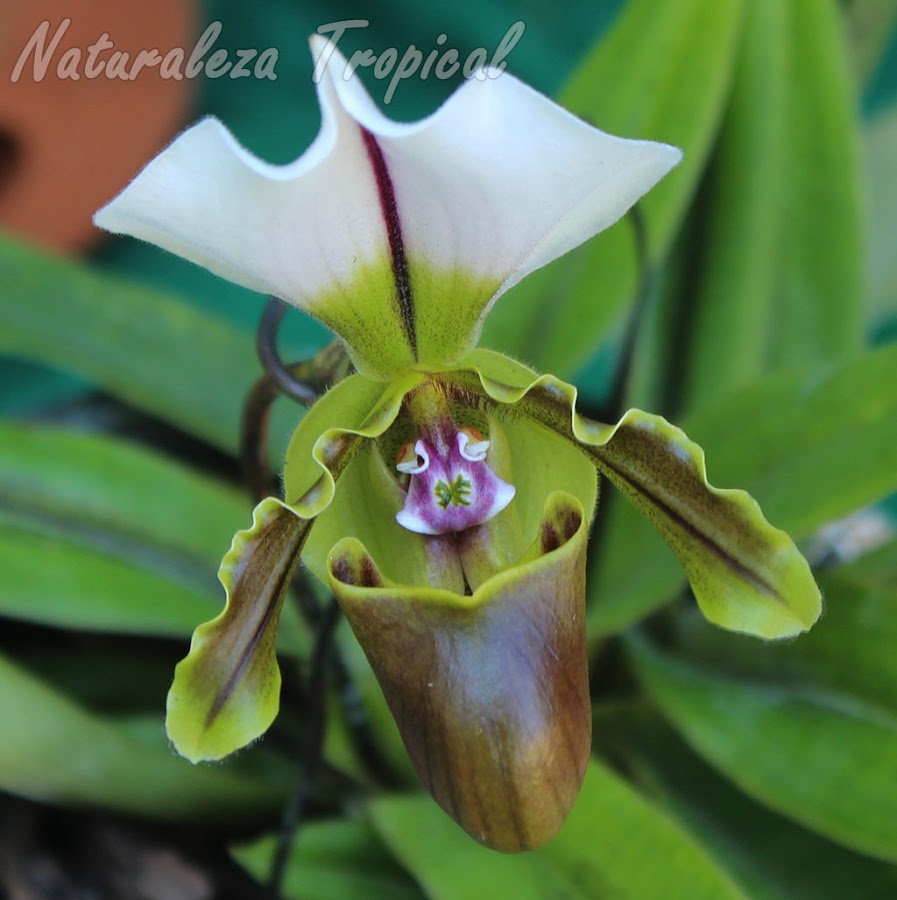 Otra orquídea perteneciente al género Paphiopedilum, conocida popularmente como zapatilla de venus