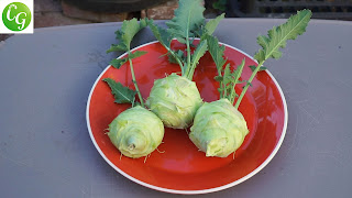 Kohlrabi