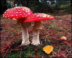 Seed to Feed Me: WHAT IS THE DIFFERENCE BETWEEN A TOADSTOOL AND A MUSHROOM?
