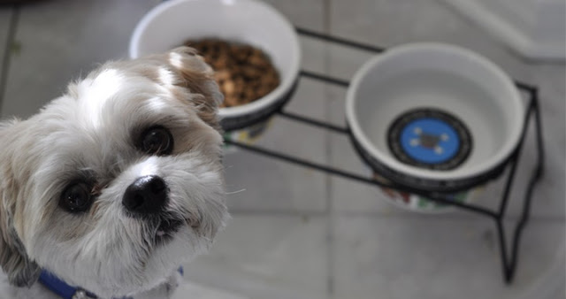 Meu shih tzu “enjoou” da ração, o que faço?