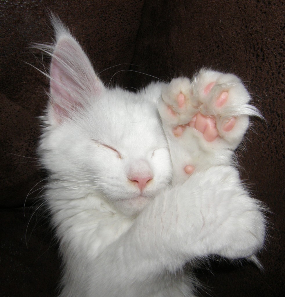 What Cats Looked Like In The Past What Cats Looked Like In The Past