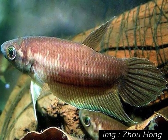 Jenis Ikan Cupang Spesies Betta Waseri Jenis Ikan Cupang Spesies Betta Waseri