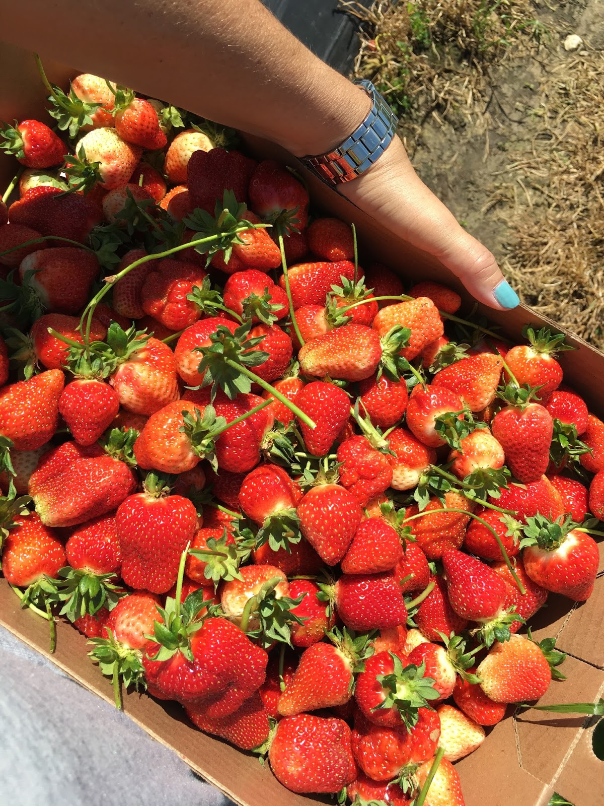 This Kansas City Mama KC Fun Strawberry Picking at Gieringer Orchard