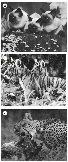 Keanekaragaman yang terdapat pada Felidae