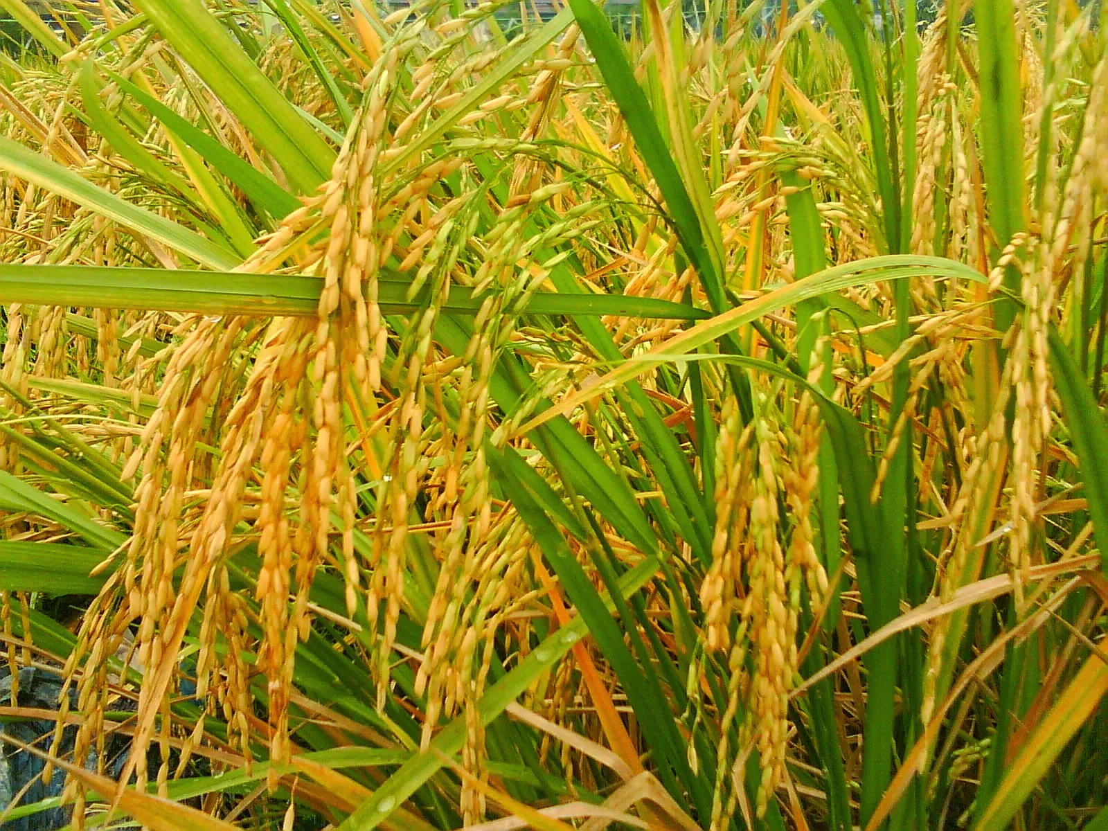 Padi Reborn Siap Rilis Lagu "Ego" dan Rayakan 28 Tahun Berkarya di Konser Dua Delapan